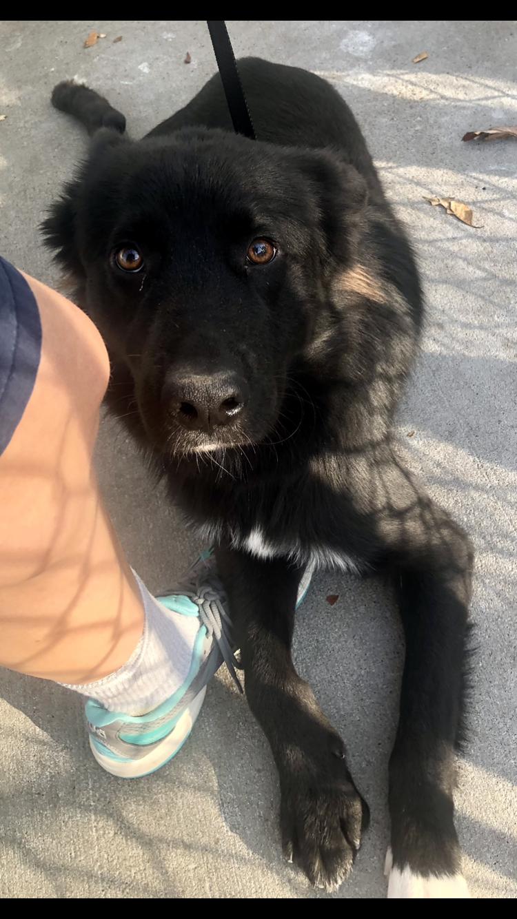 Michael, Adopted, Young Male Border Collie & Flat-Coated Retriever.