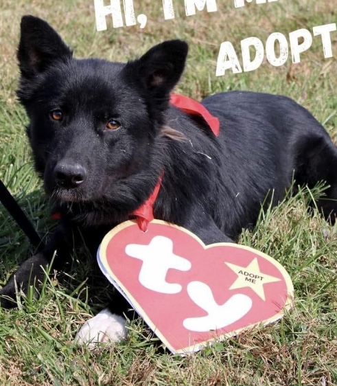 Enlarge Michael, a Adopted mixed breed in Springfield, TN image 2/4