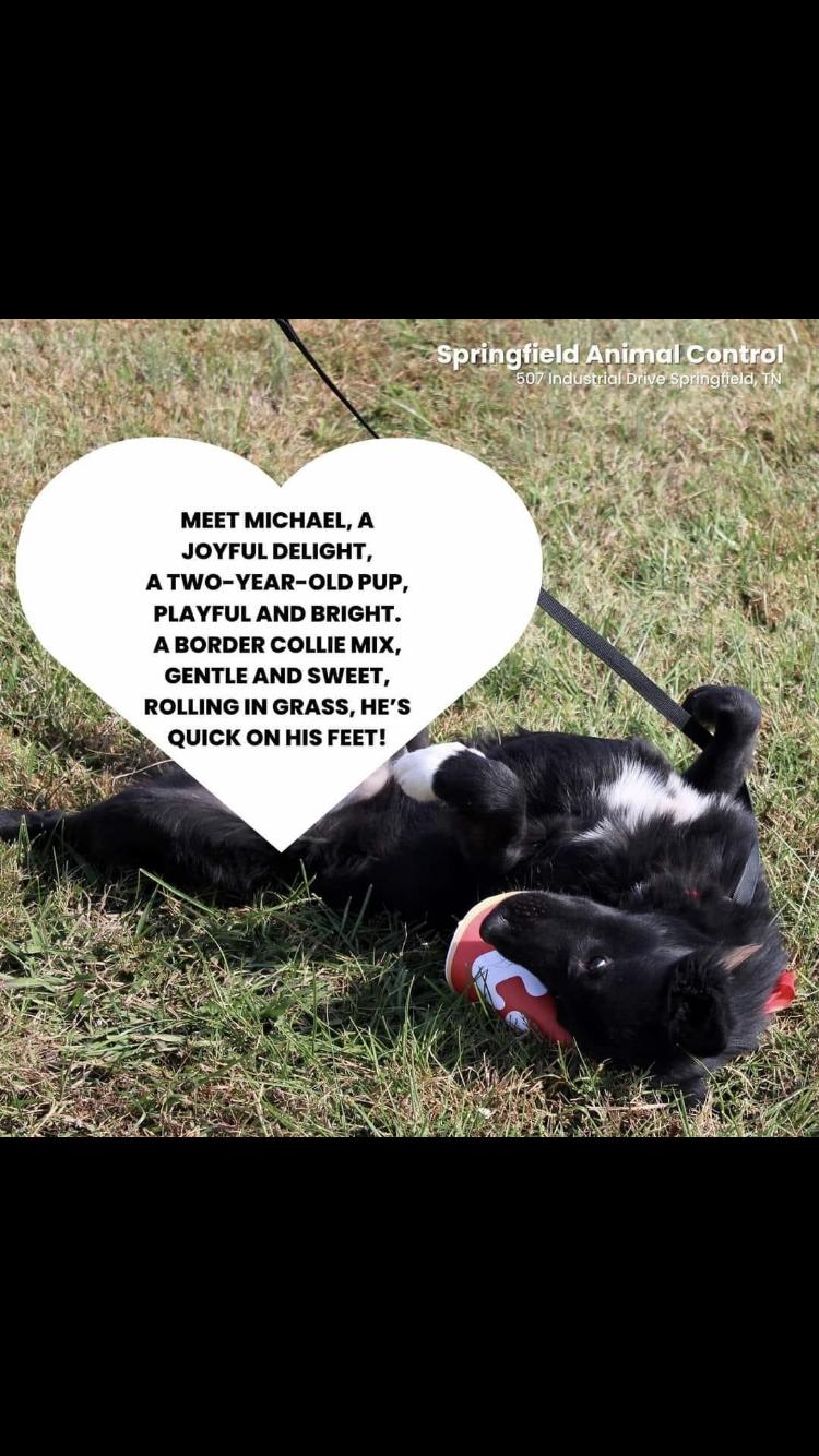 Enlarge Michael, a Adopted mixed breed in Springfield, TN image 3/4
