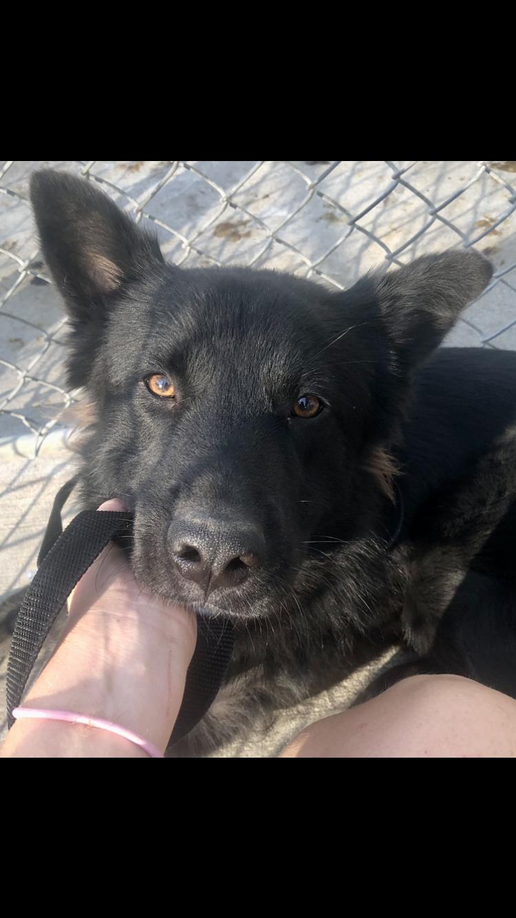 Enlarge Michael, a Adopted mixed breed in Springfield, TN image 4/4