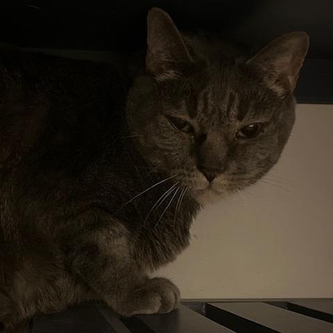 Enlarge Ozzy, a Adoptable Domestic Short Hair in Atlanta, GA image 1/1