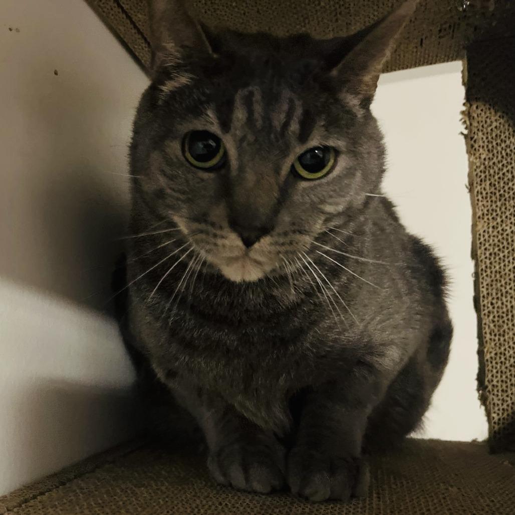 Ozzy, a Adoptable Domestic Short Hair in Marietta, GA image 2/2