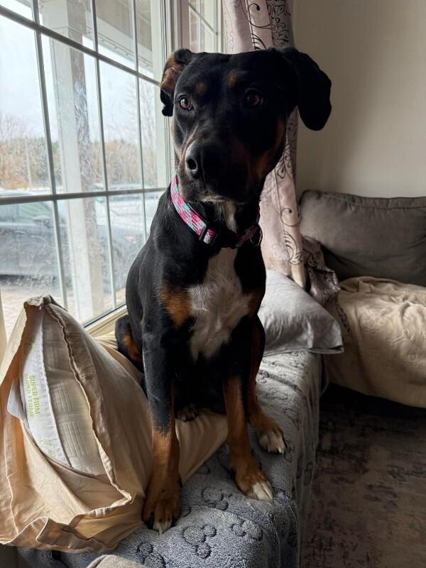 Annabella, Adoptable, Adult Female Mixed Breed.