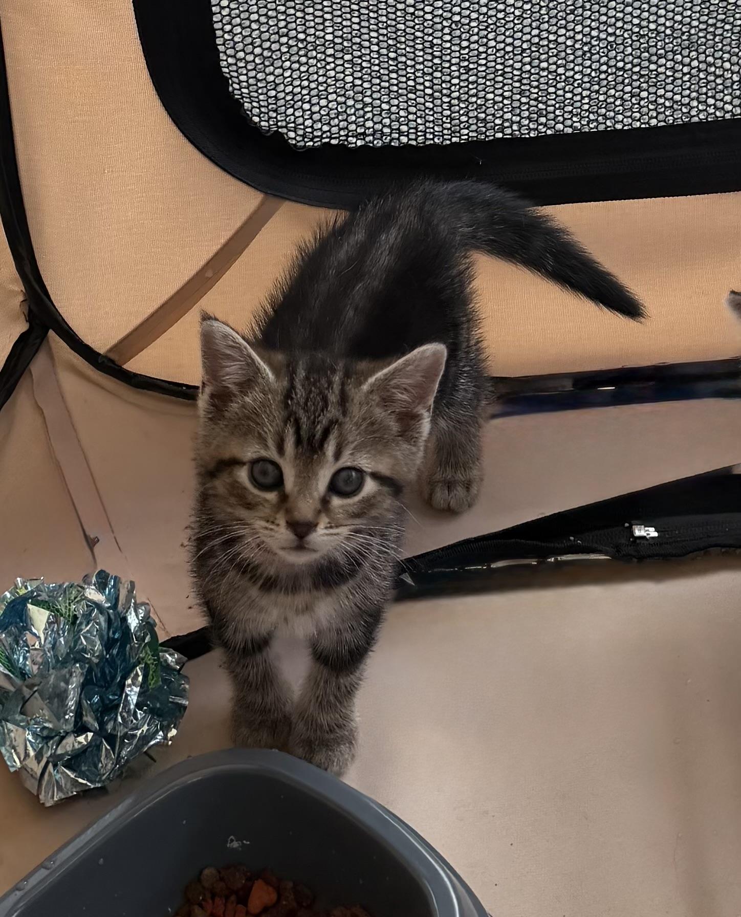 Ivy, Adoptable, Kitten Female Tabby.