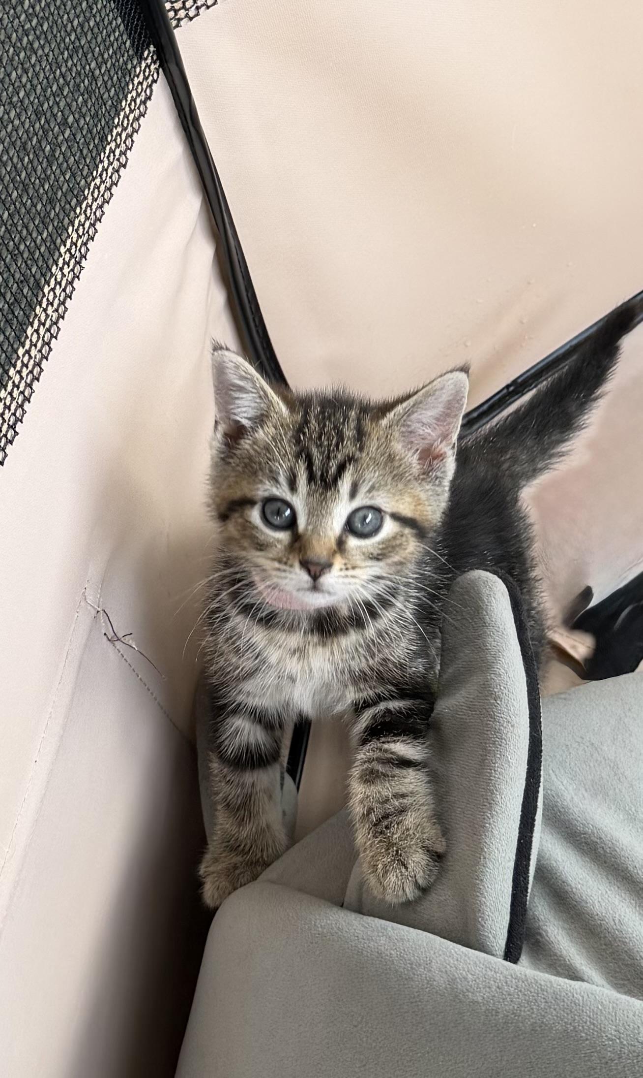 Ivy, a Adoptable Tabby in Independence, OH image 2/2