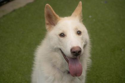 Milo — thumbnail 2