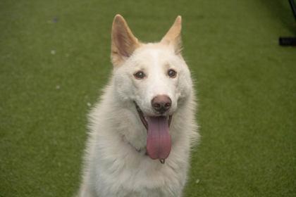 Milo — thumbnail 3