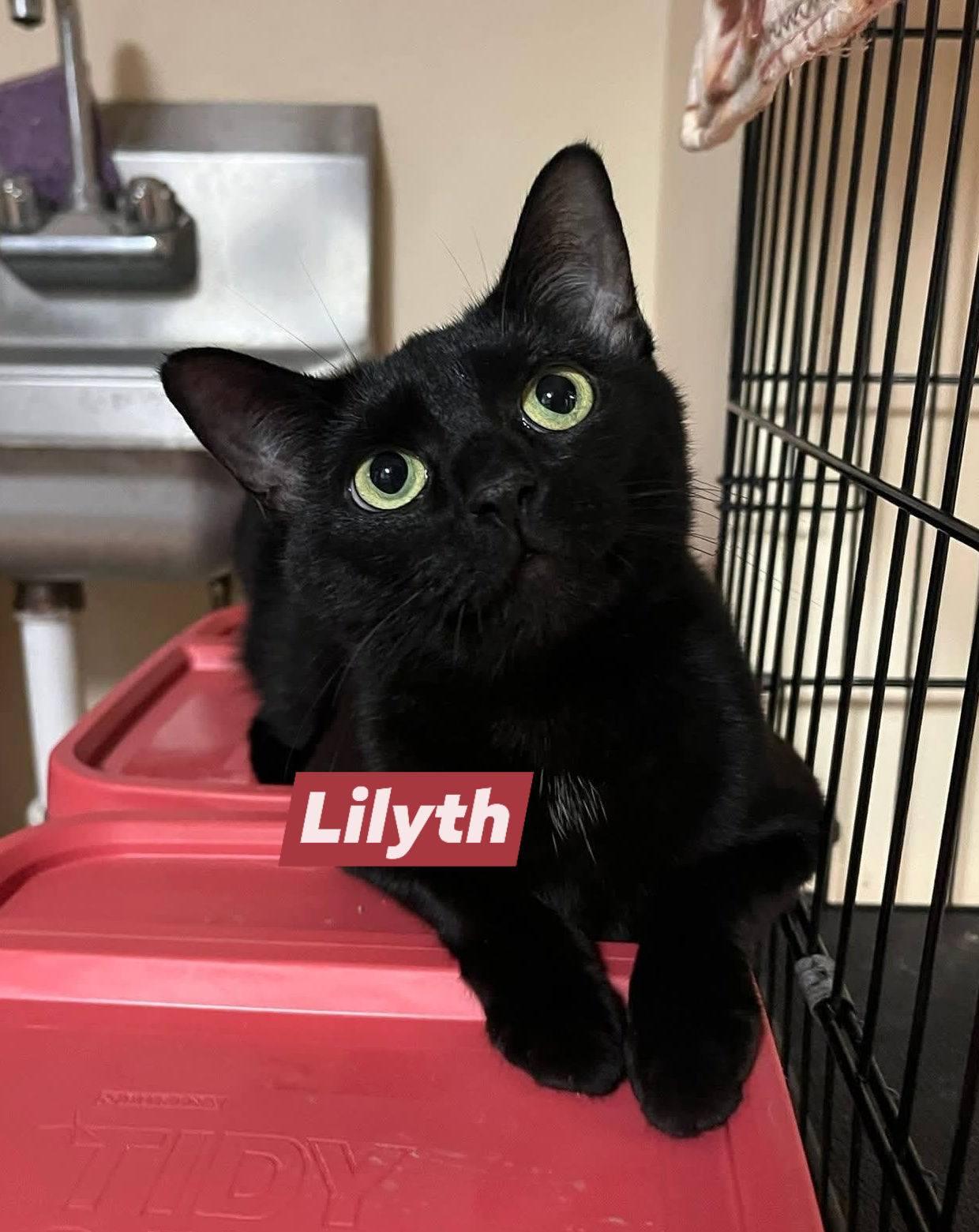 Enlarge Lilyth, a ADOPTABLE Domestic Short Hair in Monroe, OH image 1/1