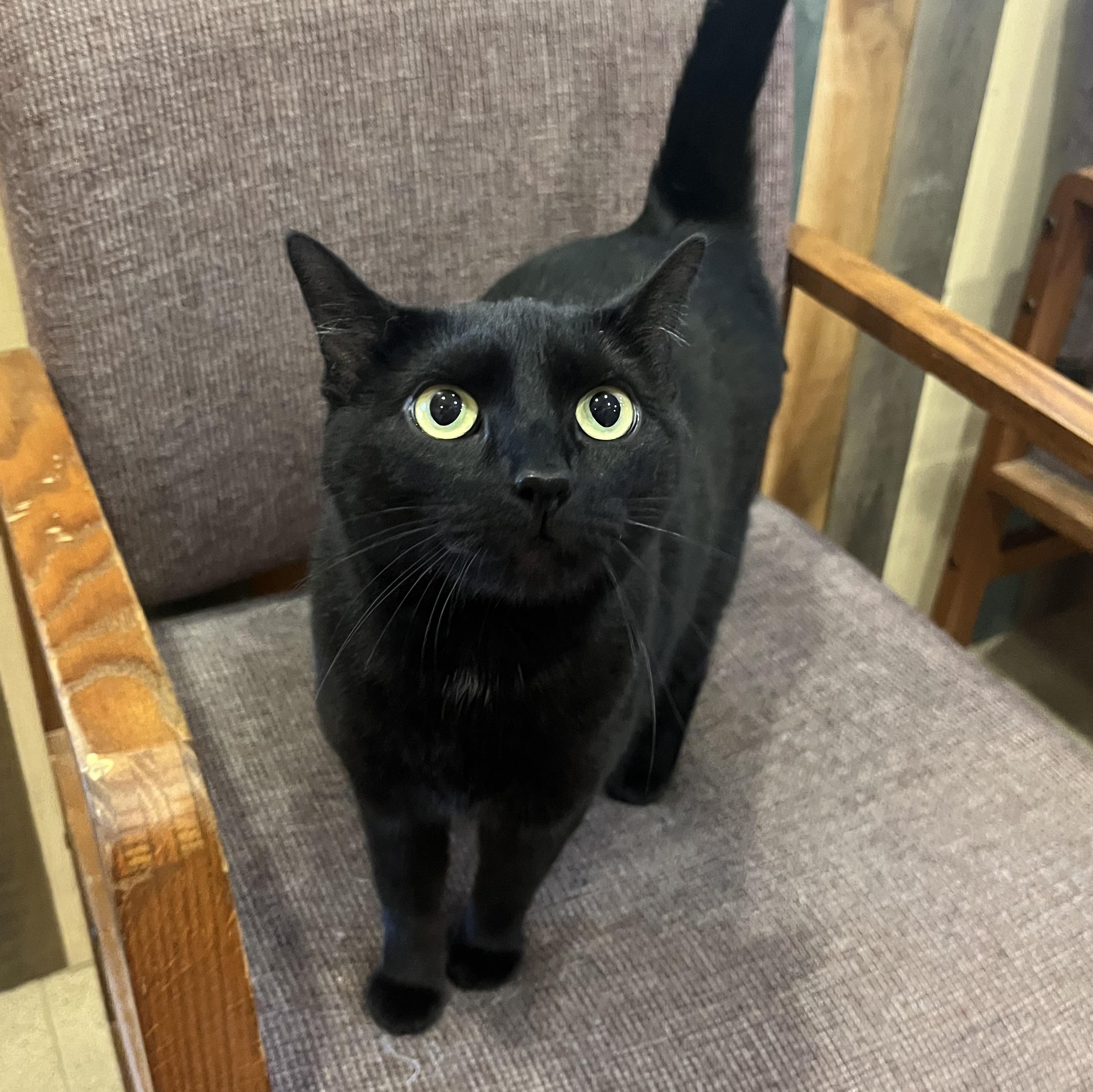 Lilyth, a ADOPTABLE Domestic Short Hair in Monroe, OH image 2/2