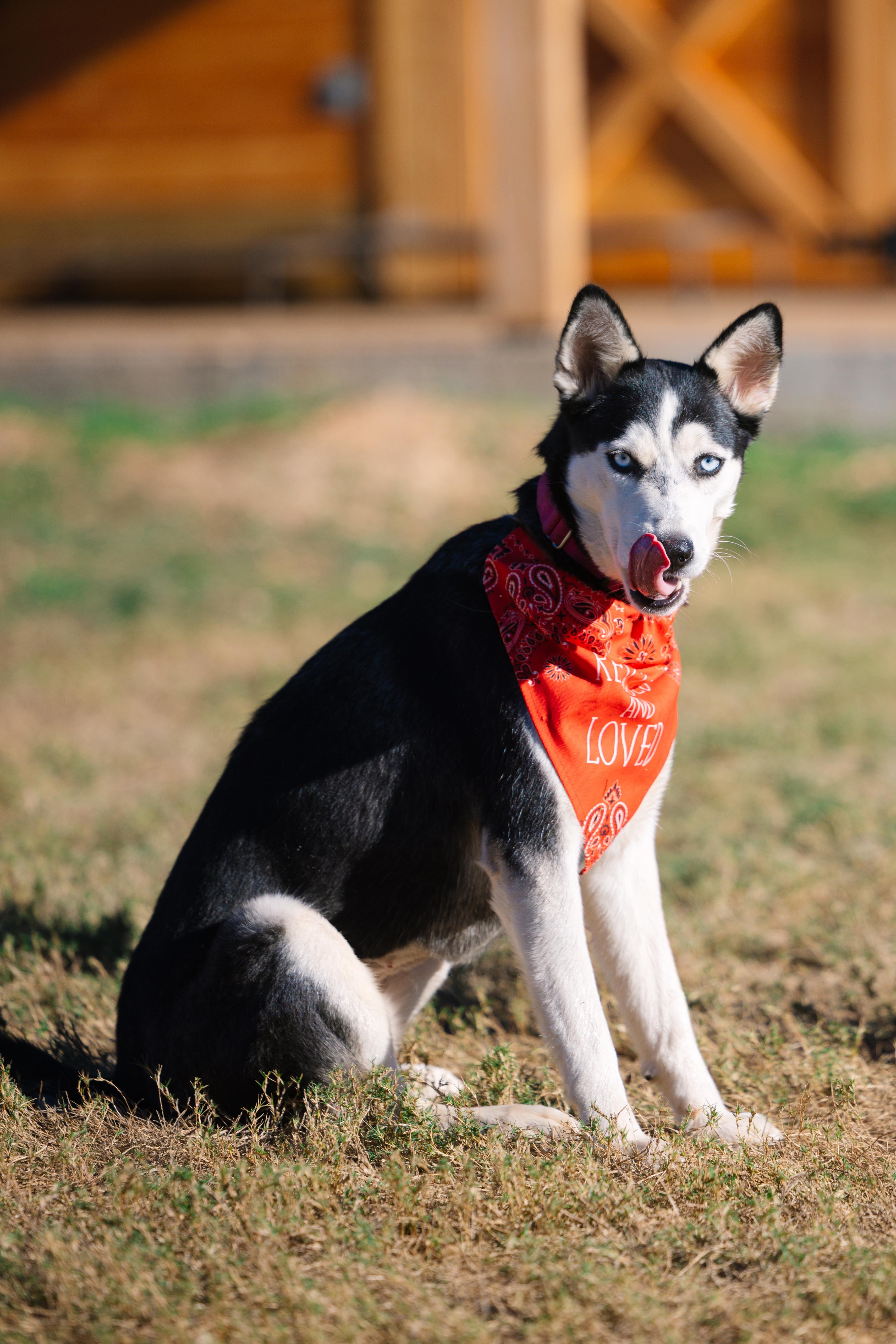Sprite, a Adoptable mixed breed in Austin, TX image 5/5