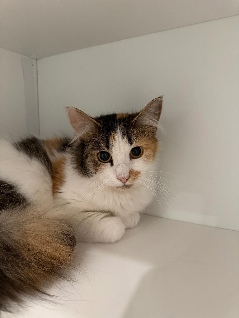 Shelly, Adopted, Young Female Domestic Medium Hair.