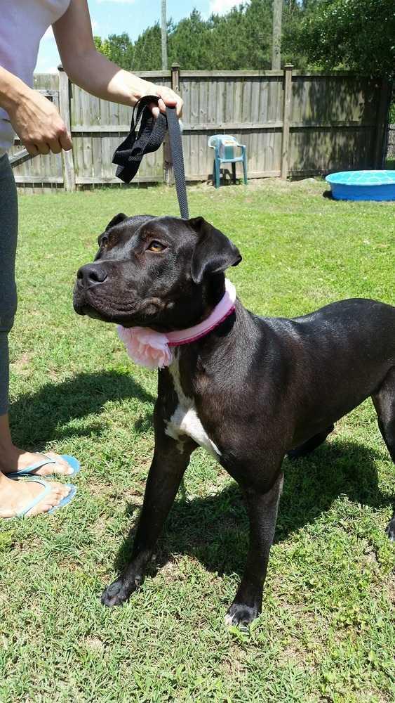 Onyx, a Adoptable mixed breed in Ladson, SC image 1/5