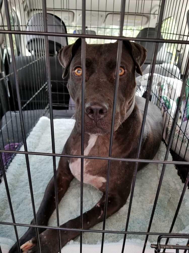 Onyx, a Adoptable mixed breed in Ladson, SC image 3/5