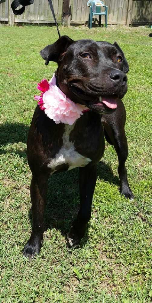 Onyx, a Adoptable mixed breed in Ladson, SC image 4/5