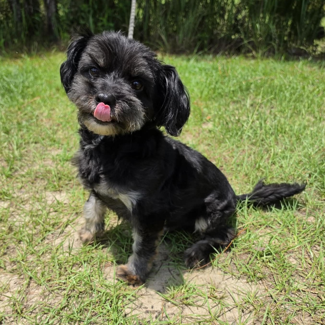 Enlarge Diesel, an adopted mixed breed in Southfield , MI image 6/6