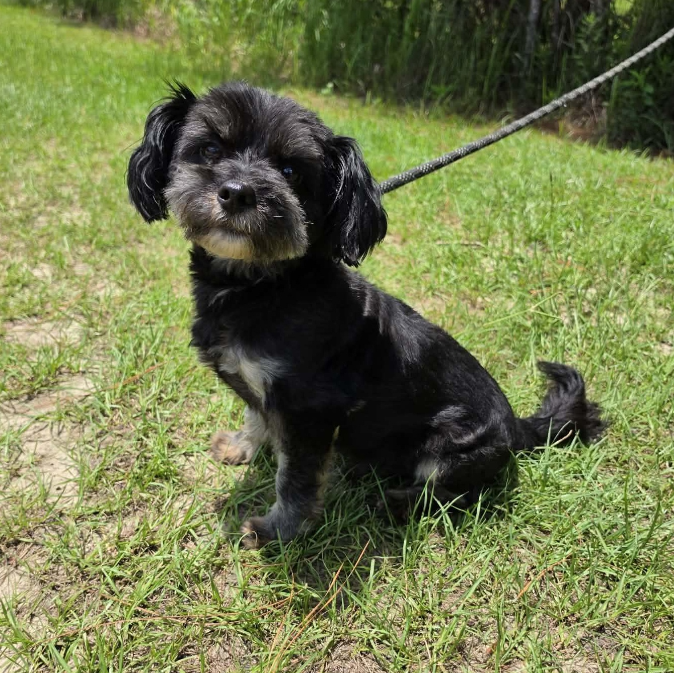 Enlarge Diesel, an adopted mixed breed in Southfield , MI image 3/6