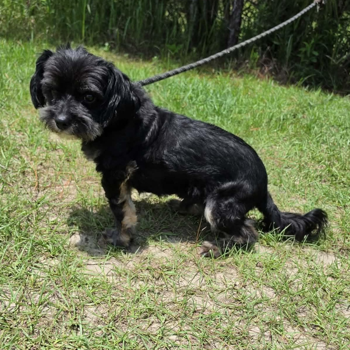 Enlarge Diesel, an adopted mixed breed in Southfield , MI image 5/6