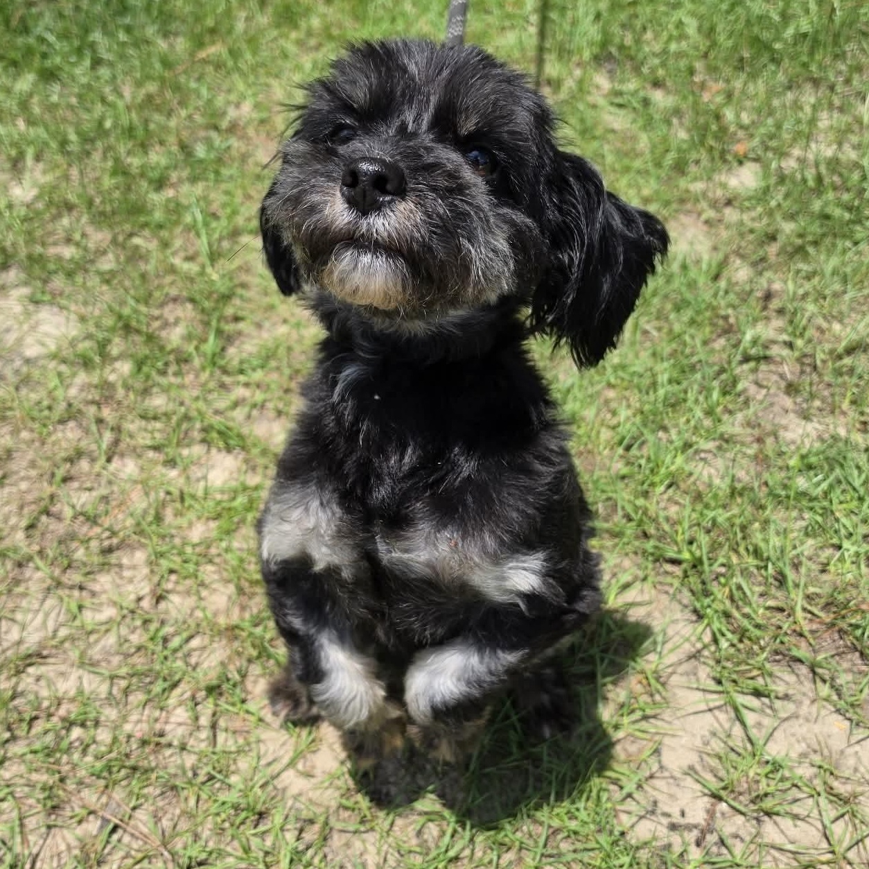 Enlarge Diesel, an adopted mixed breed in Southfield , MI image 4/6