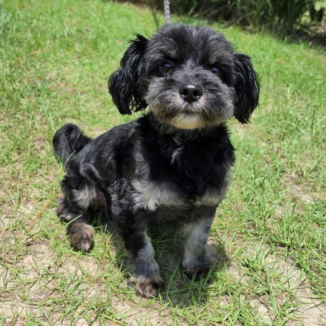 Enlarge Diesel, an adopted mixed breed in Southfield , MI image 2/6