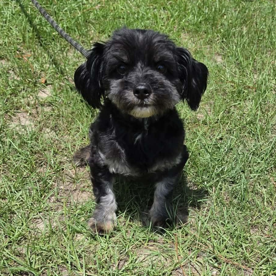 Diesel, adopted, Adult Male Shih Tzu & Poodle.