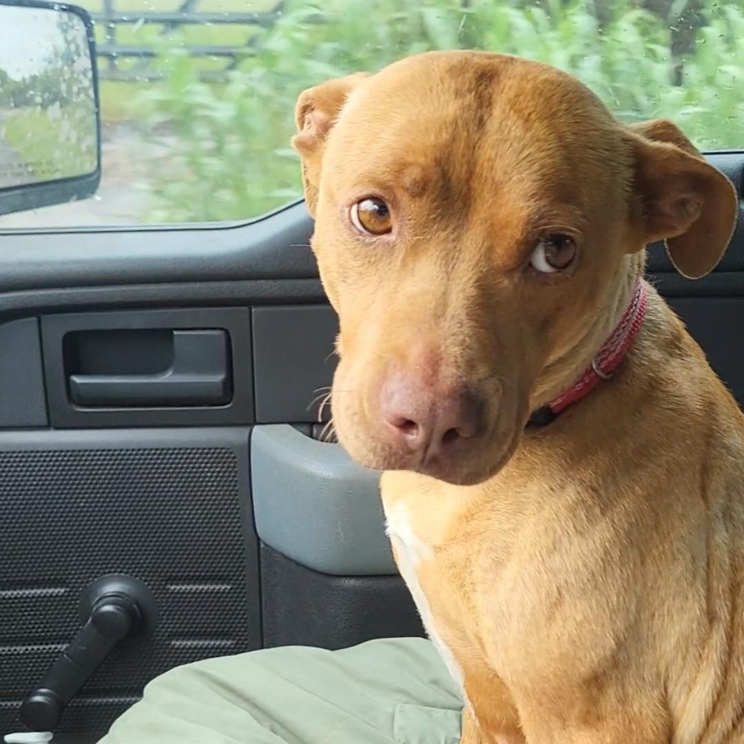 Enlarge Honey, a ADOPTABLE mixed breed in Rockdale, TX image 1/2