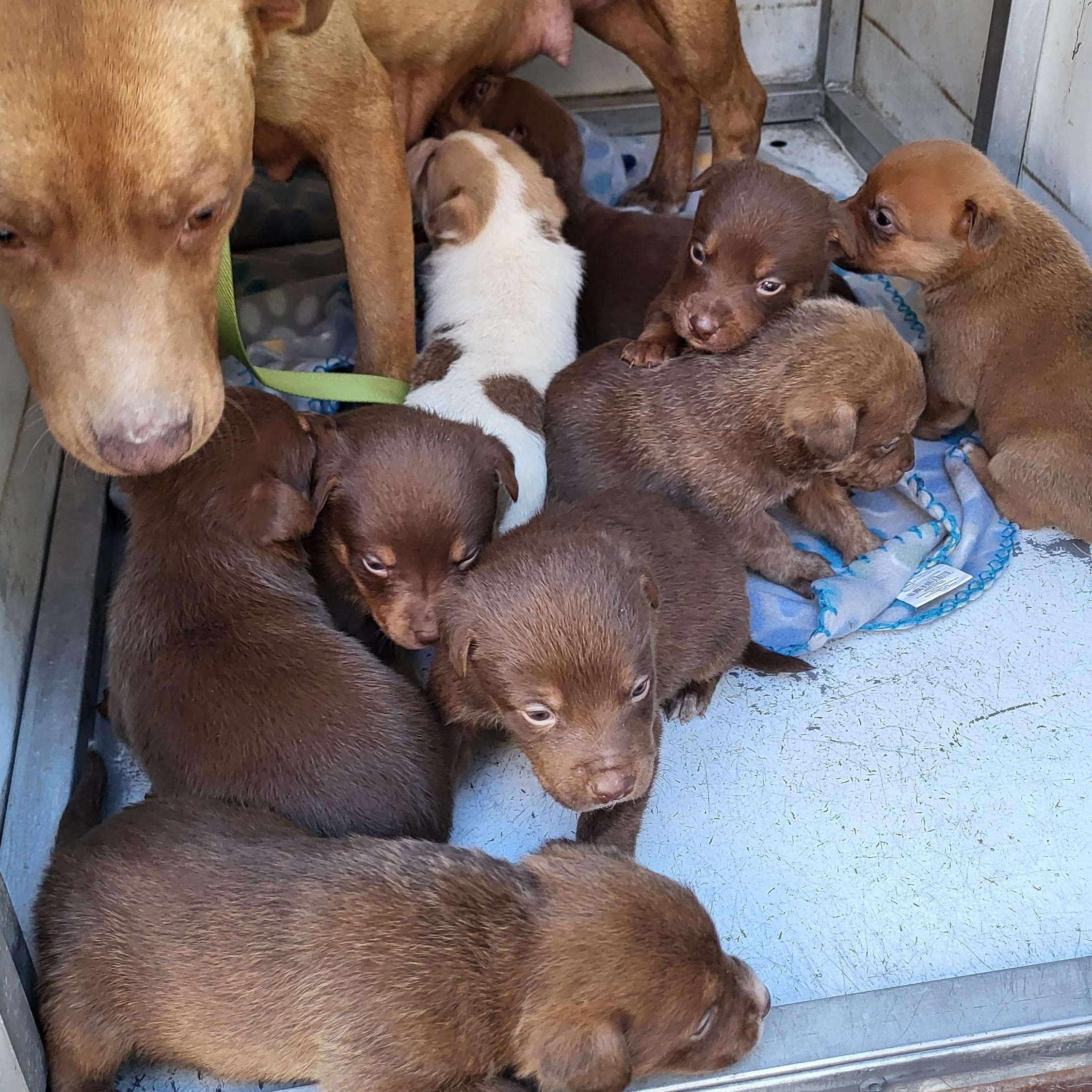 Honey, ADOPTABLE, Adult Female Pit Bull Terrier.