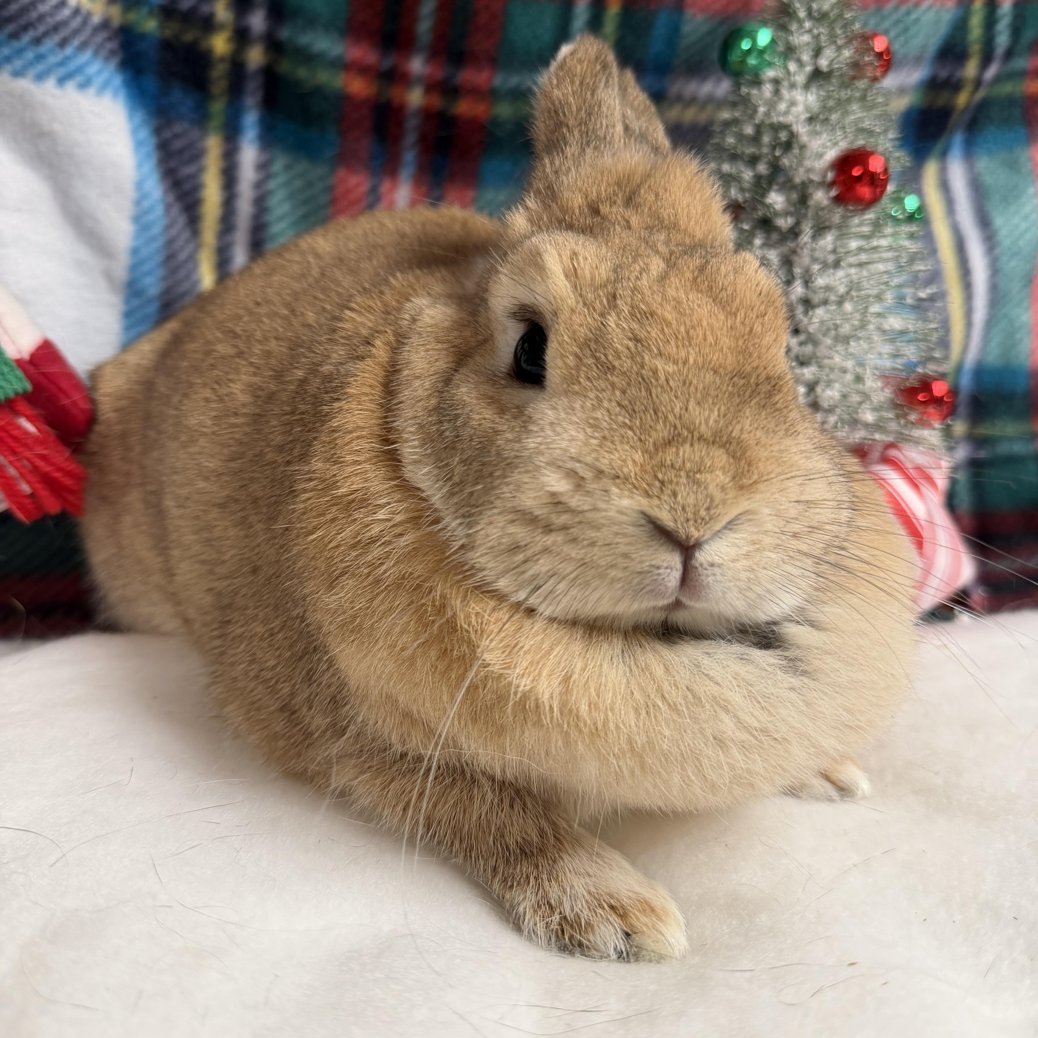 Enlarge Andrea: video!!, a ADOPTABLE Netherland Dwarf in Edinburg, PA image 1/6