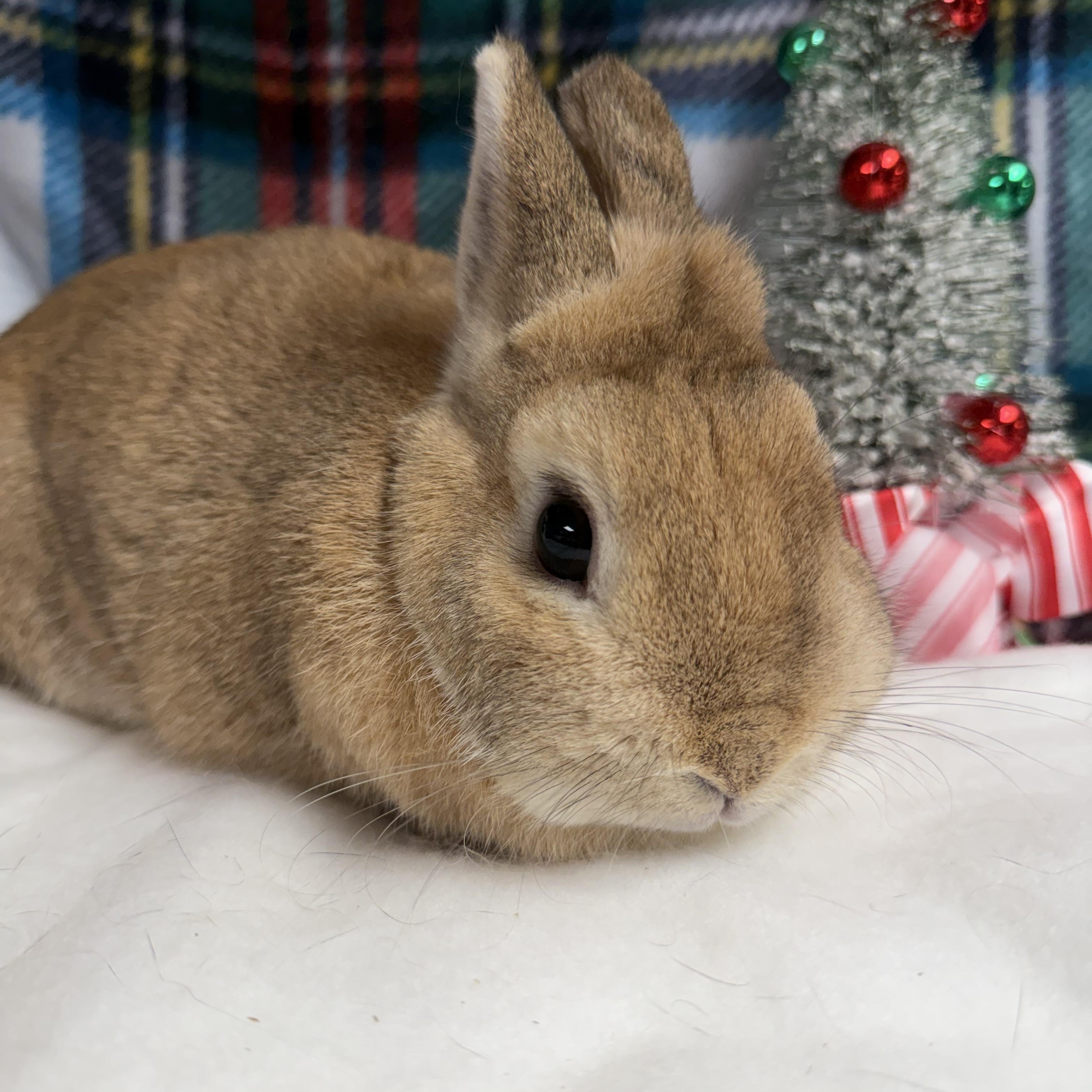 Enlarge Andrea: video!!, a ADOPTABLE Netherland Dwarf in Edinburg, PA image 3/6