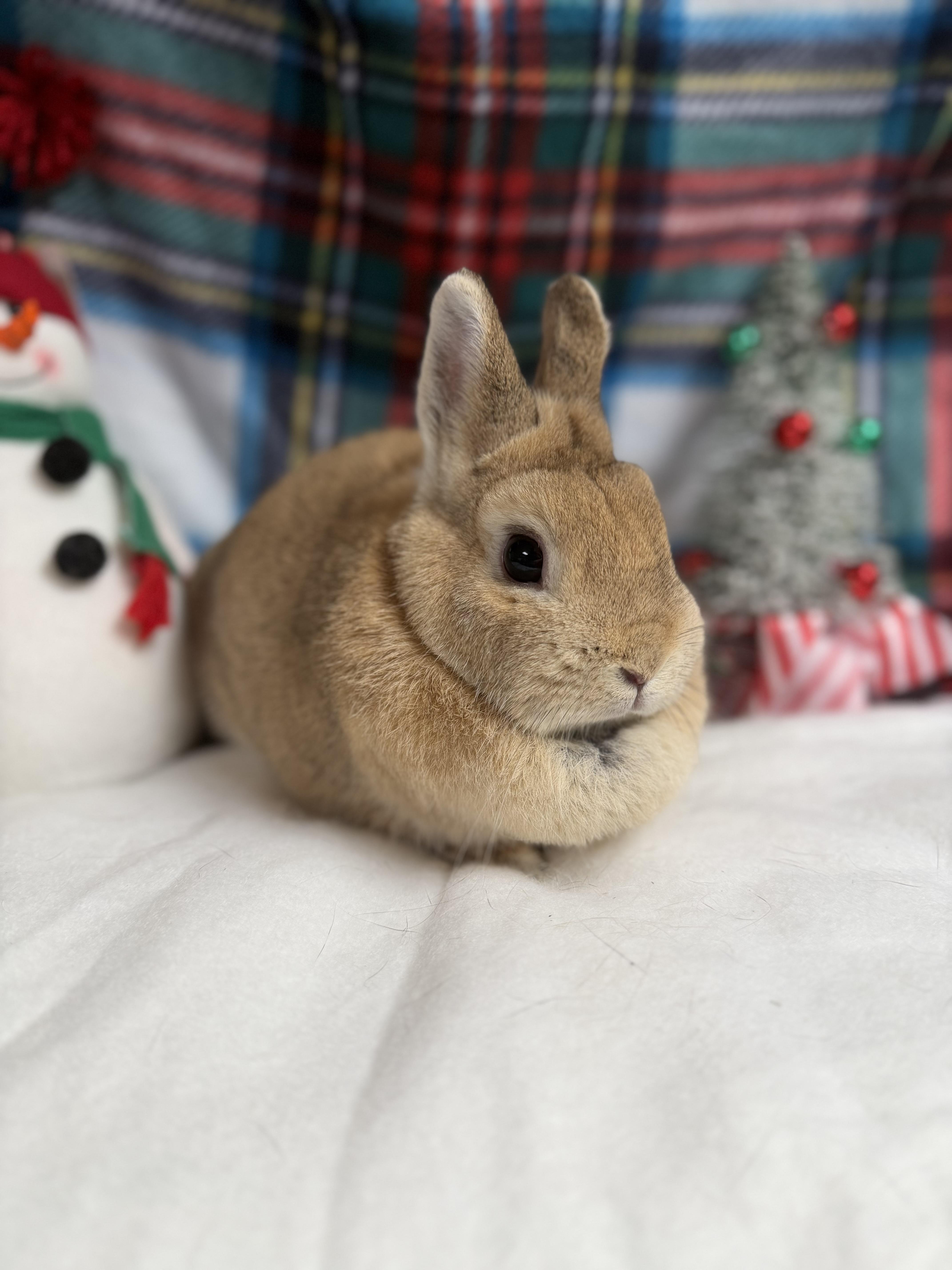Enlarge Andrea: video!!, a ADOPTABLE Netherland Dwarf in Edinburg, PA image 4/6
