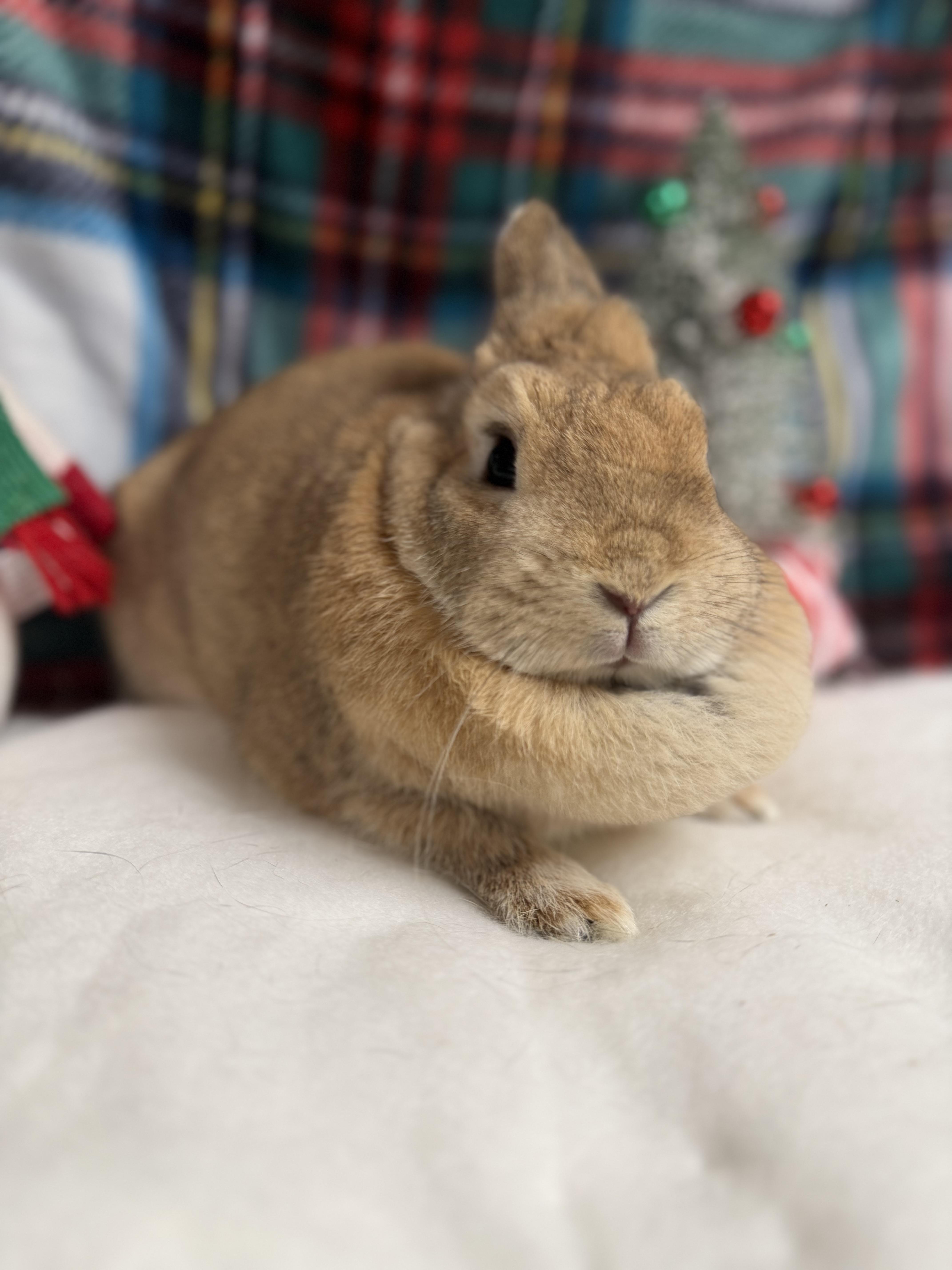 Enlarge Andrea: video!!, a ADOPTABLE Netherland Dwarf in Edinburg, PA image 5/6