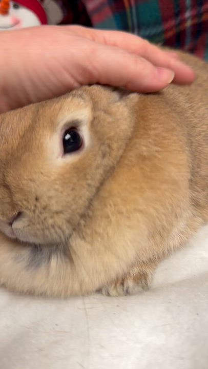 Enlarge Andrea: video!!, a ADOPTABLE Netherland Dwarf in Edinburg, PA video 6/6