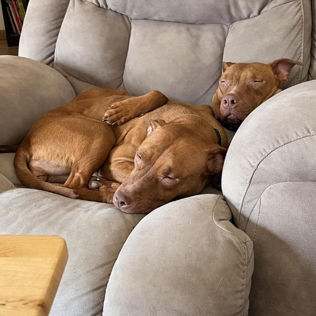 Barney Fife, Adoptable, Young Male Pit Bull Terrier & Mixed Breed.