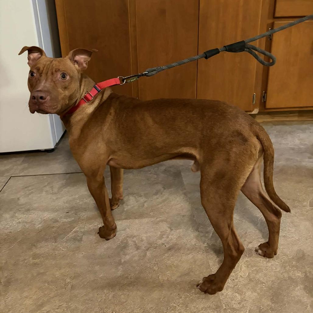 Enlarge Barney Fife, a Adoptable mixed breed in Olathe, KS image 2/5