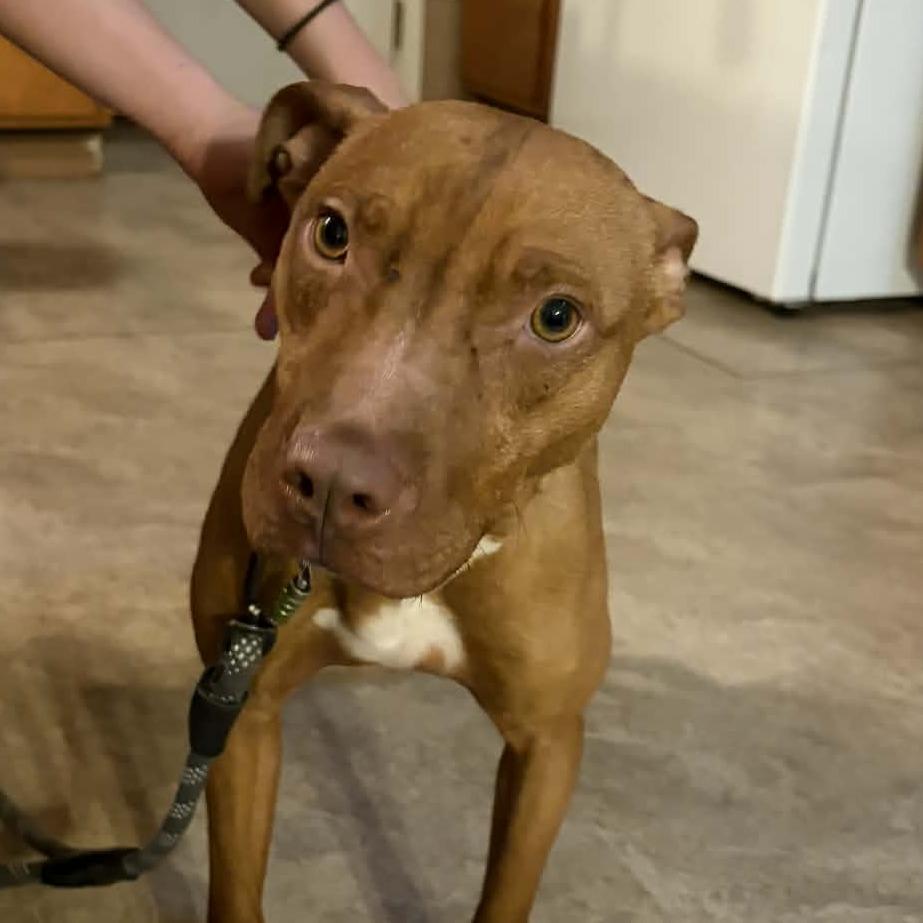 Enlarge Barney Fife, a Adoptable mixed breed in Olathe, KS image 3/5