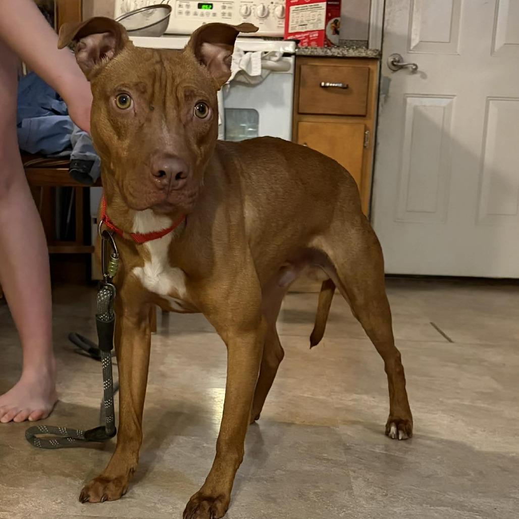 Enlarge Barney Fife, a Adoptable mixed breed in Olathe, KS image 4/5