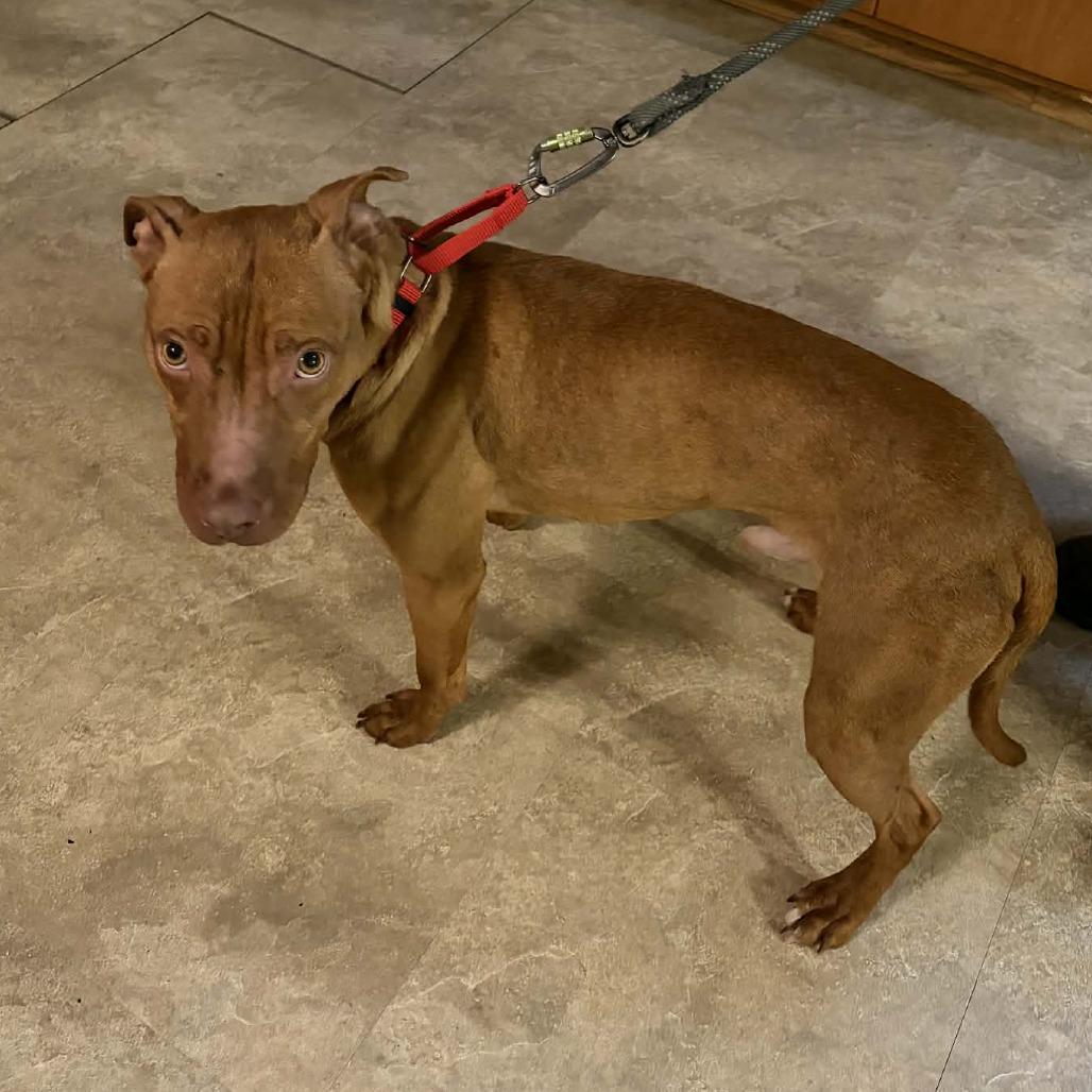 Enlarge Barney Fife, a Adoptable mixed breed in Olathe, KS image 5/5