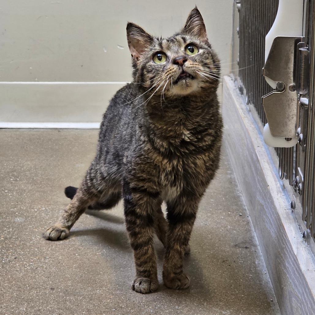 Derp, Adoptable, Senior Male Domestic Short Hair.