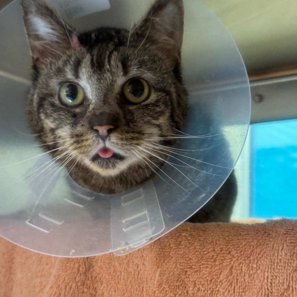 Enlarge Derp, a Adoptable Domestic Short Hair in York, PA image 2/3