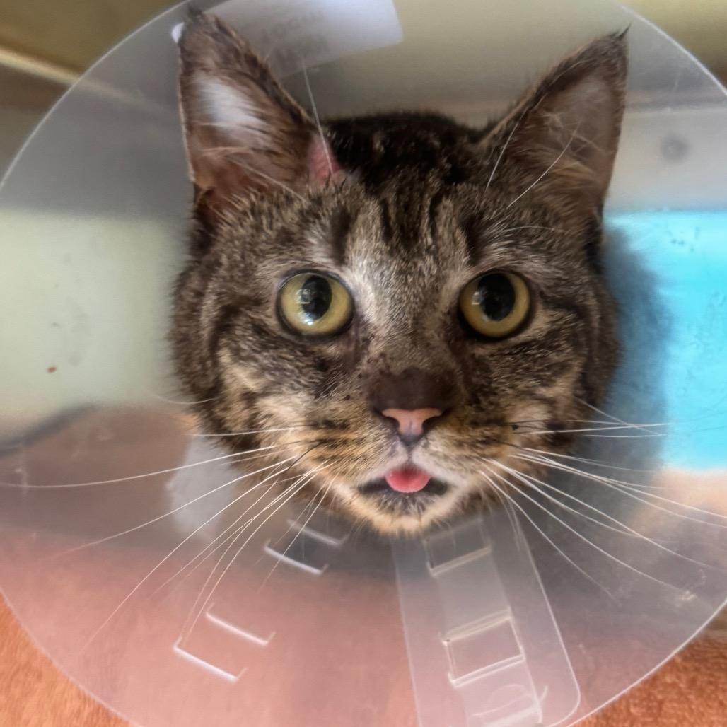 Enlarge Derp, a Adoptable Domestic Short Hair in York, PA image 3/3