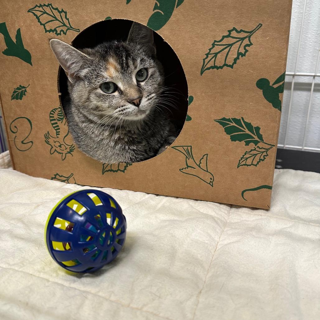 Cloe, Adoptable, Kitten Female Domestic Short Hair.