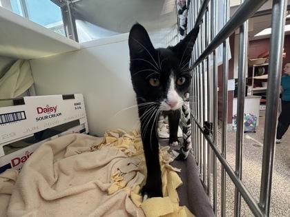 Jupiter, Adoptable, Young Male Domestic Short Hair & Domestic Short Hair.