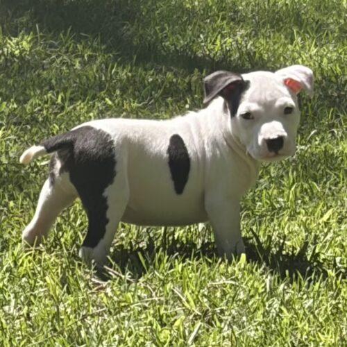LANEY, Adopted, Puppy Female Bull Terrier & Mixed Breed.
