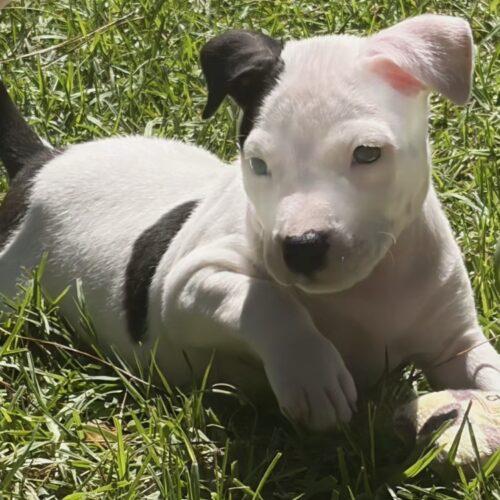 Enlarge LANEY, a Adopted mixed breed in San Juan Capistrano, CA image 2/6