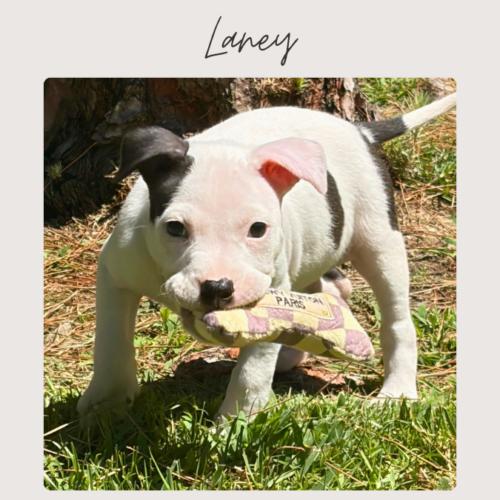 Enlarge LANEY, a Adopted mixed breed in San Juan Capistrano, CA image 3/6