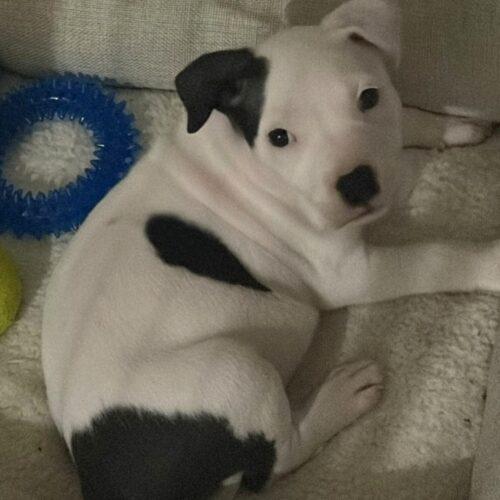 Enlarge LANEY, a Adopted mixed breed in San Juan Capistrano, CA image 4/6