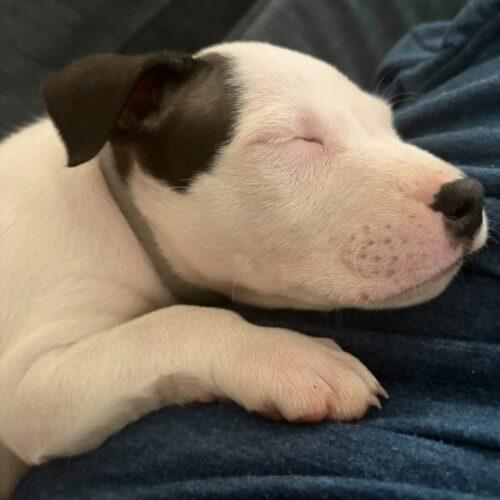 Enlarge LANEY, a Adopted mixed breed in San Juan Capistrano, CA image 5/6