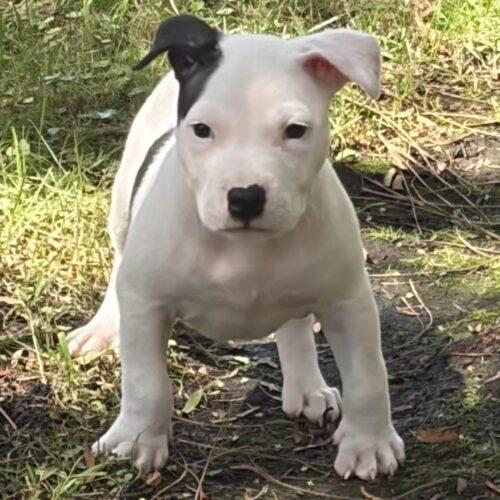 Enlarge LANEY, a Adopted mixed breed in San Juan Capistrano, CA image 6/6