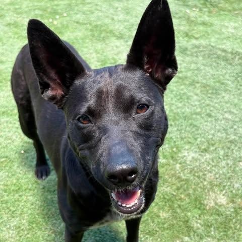 Enlarge Courtney, a Adoptable mixed breed in East Hartford, CT image 5/5