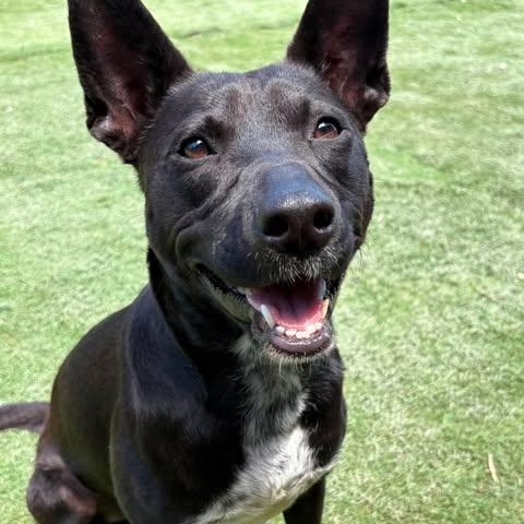 Enlarge Courtney, a Adoptable mixed breed in East Hartford, CT image 4/5