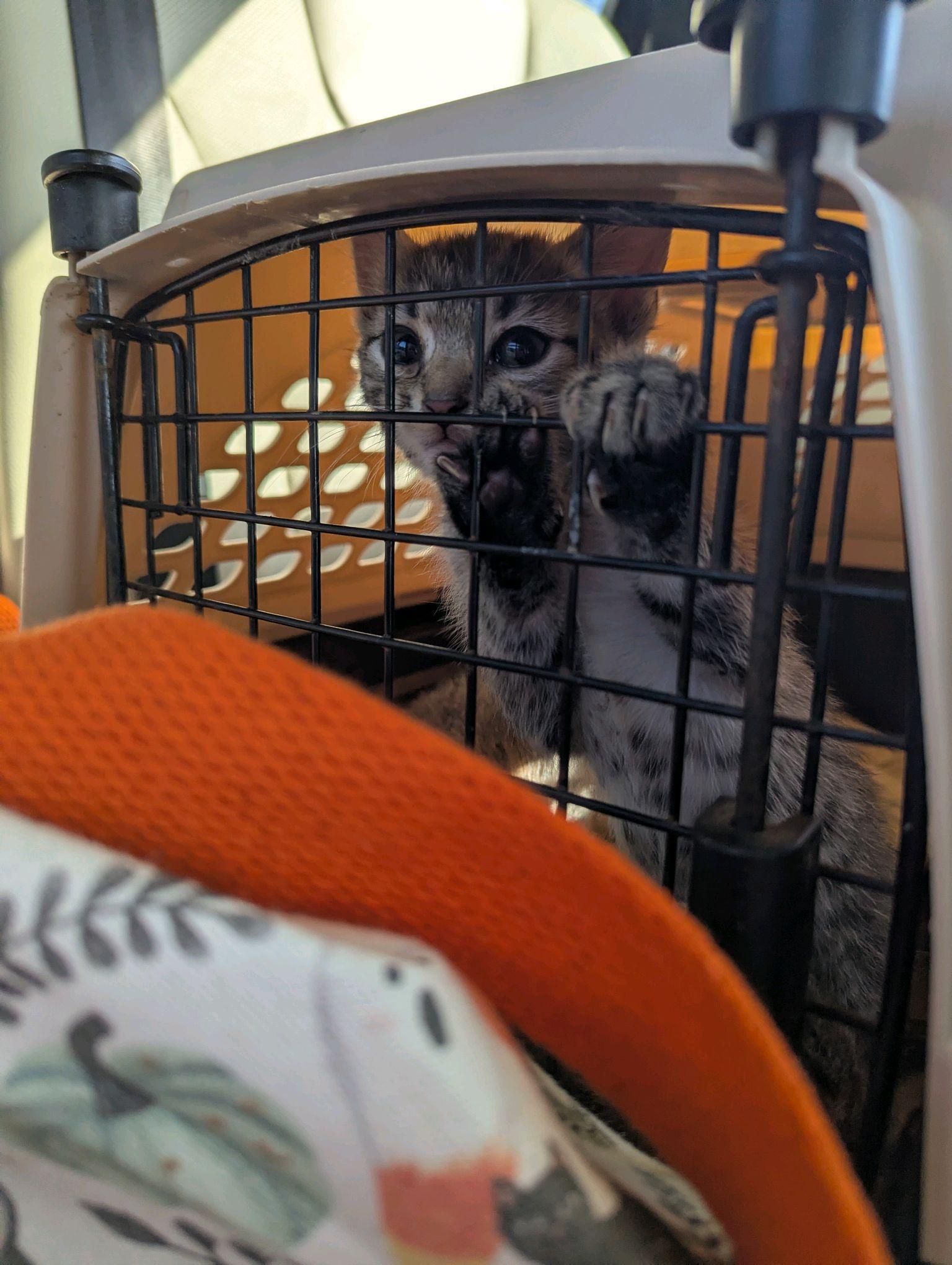 Enlarge Monica, a Adoptable Tabby in Stanley, NC image 2/4